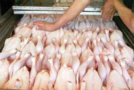 مرغ های مصرفی در ایران استاندارد نیست!