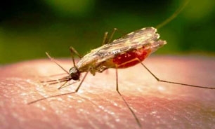 دنیا در انتظار نخستین واکسن مالاریا