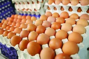 قیمت واقعی هر دانه تخم مرغ چقدر است؟
